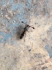 Diasemopsis aethiopica