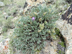 Oxytropis tragacanthoides