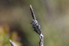 Capnodis cariosa