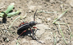 Dorcadion sulcipenne