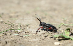 Dorcadion sulcipenne