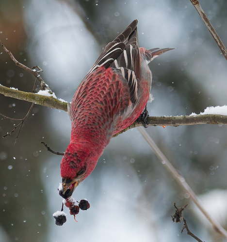 Pine Grosbeak, photo 3 of 8
