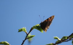 Nymphalis
