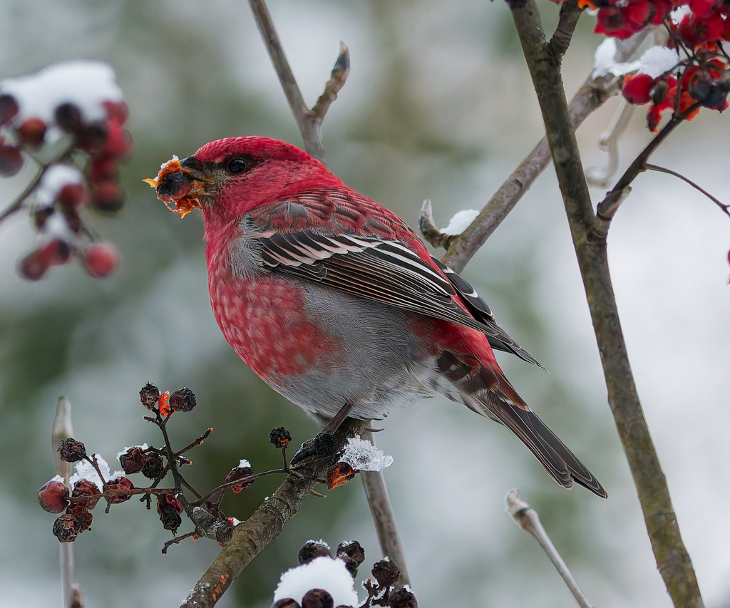 Pine Grosbeak, photo 1 of 8