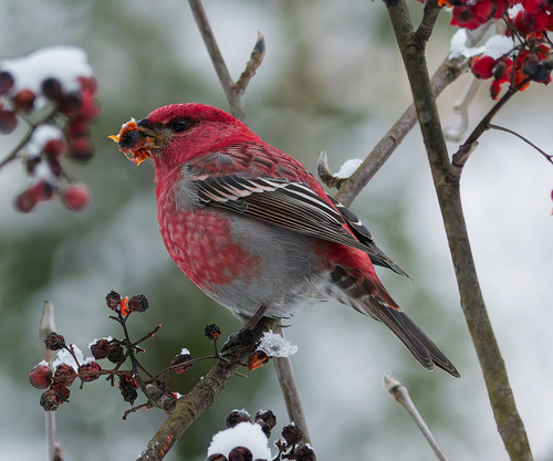 Pine Grosbeak