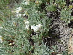 Oxytropis tragacanthoides
