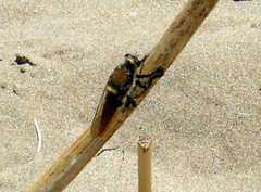 Eccritosia rubriventris