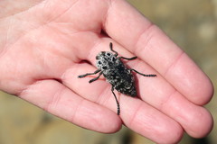 Capnodis cariosa