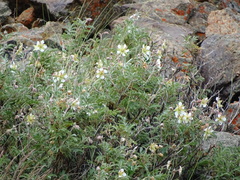 Farinopsis salesoviana