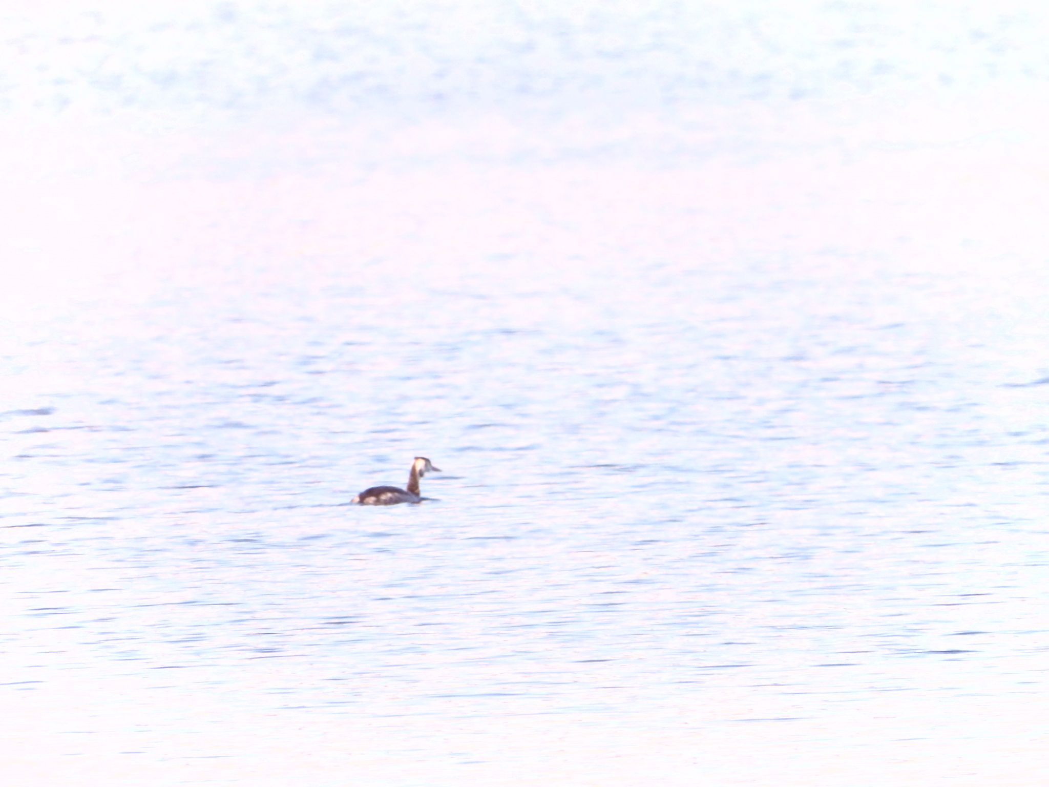 Great Crested Grebe (Podiceps cristatus), photo 5