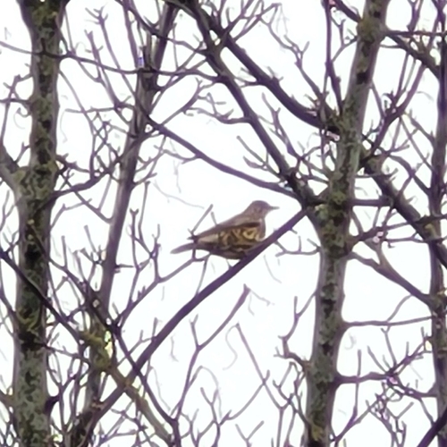 Mistle Thrush (Turdus viscivorus)