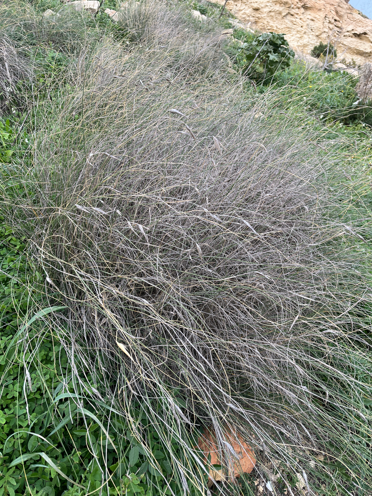 Albardín