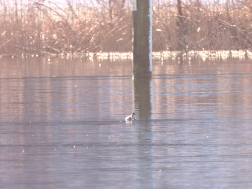 Black-necked Grebe (Podiceps nigricollis), photo 6