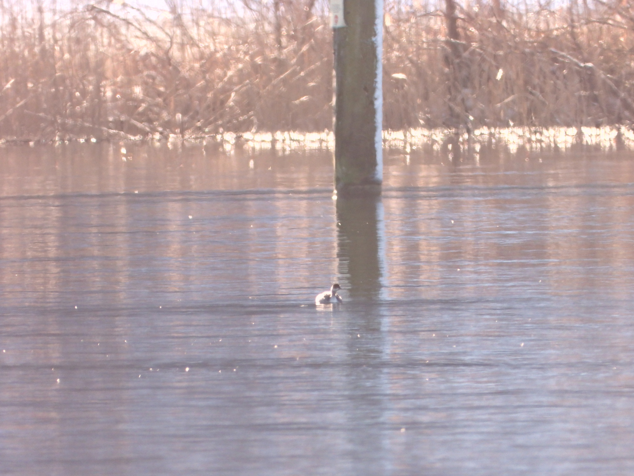 Black-necked Grebe (Podiceps nigricollis), photo 7