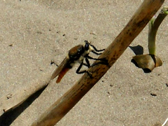 Eccritosia rubriventris