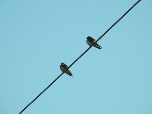 Tree Swallow (Tachycineta bicolor), photo 4
