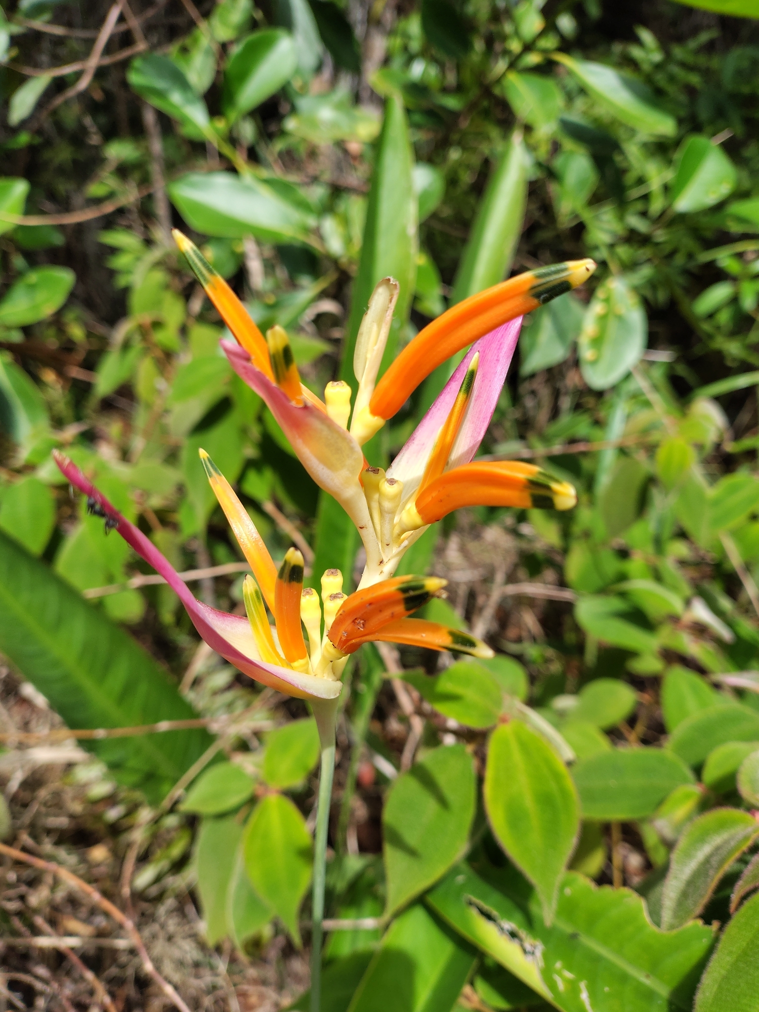 Heliconia psittacorum