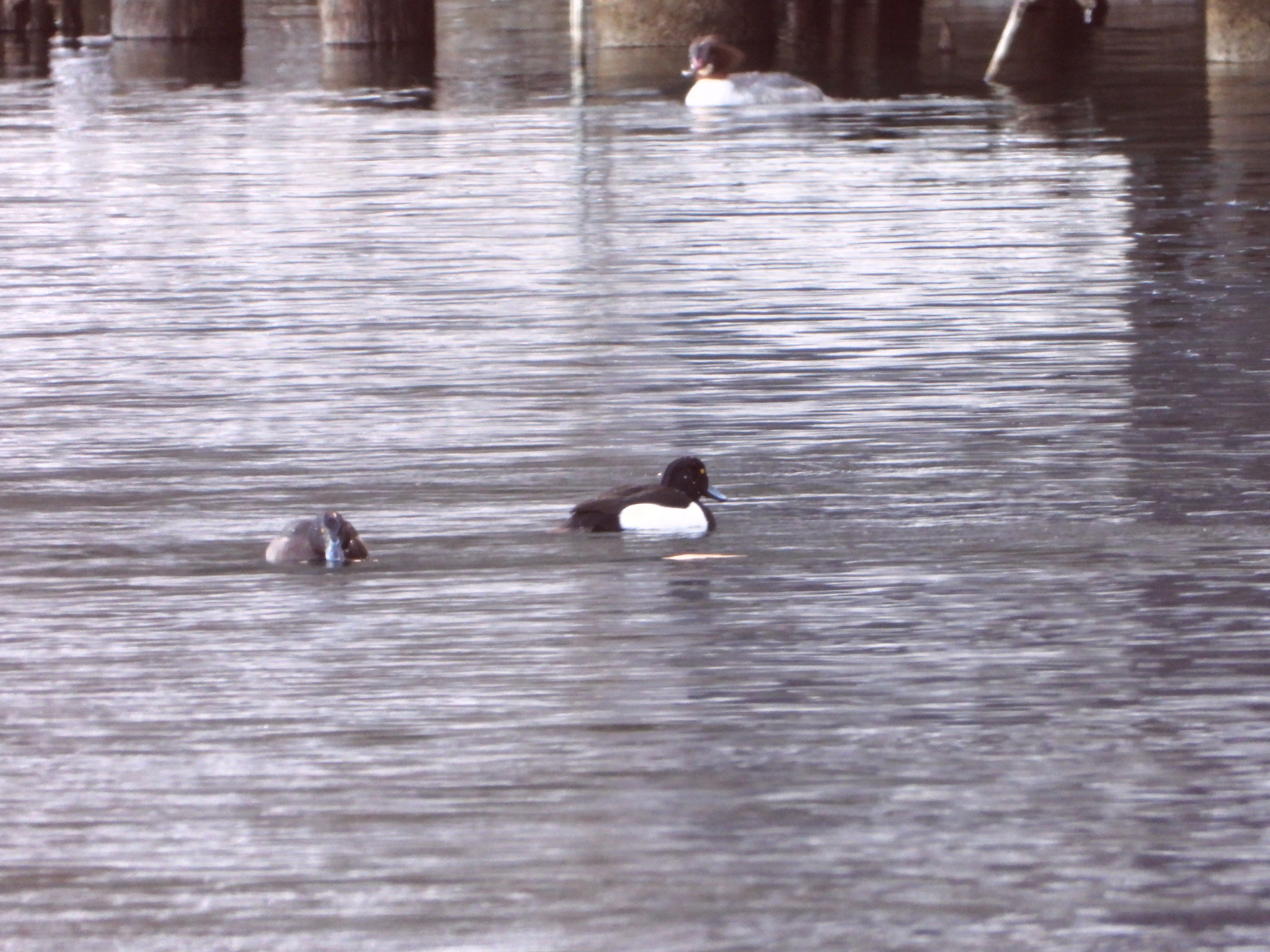 Tufted Duck (Aythya fuligula), photo 3
