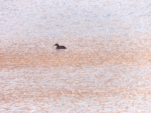 Great Crested Grebe (Podiceps cristatus), photo 7