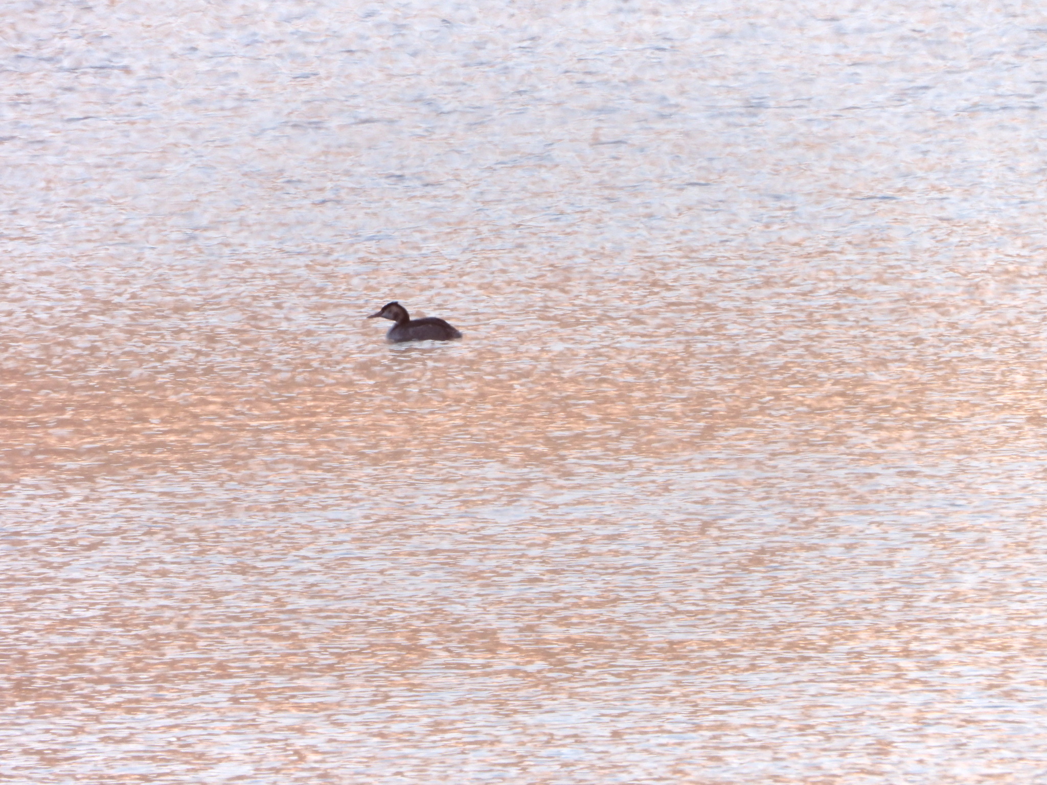 Great Crested Grebe (Podiceps cristatus), photo 7