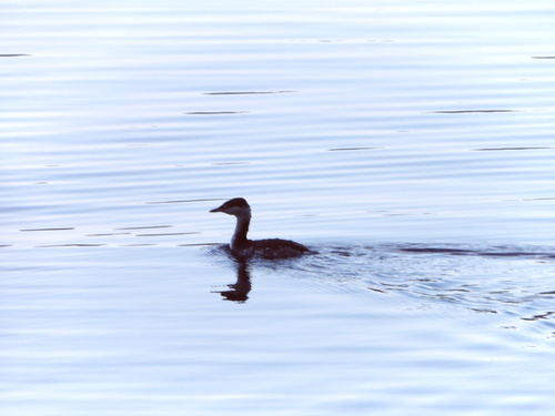 Horned Grebe (Podiceps auritus)