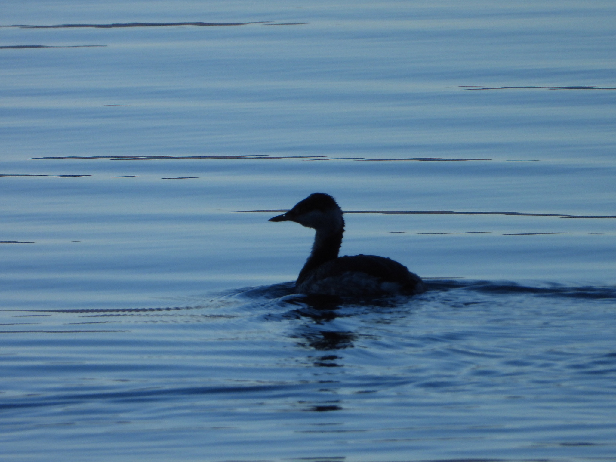 Horned Grebe (Podiceps auritus), photo 2