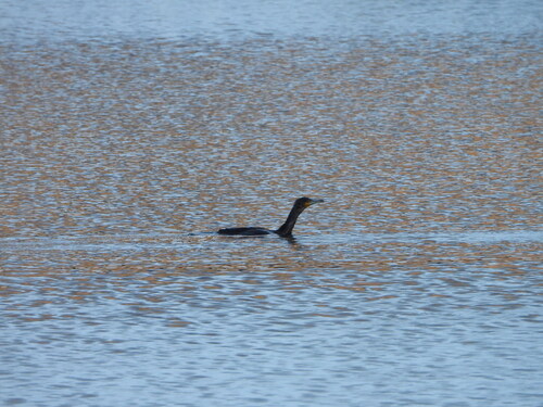 Great Cormorant (Phalacrocorax carbo), photo 7