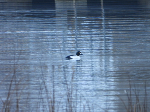 Common Goldeneye (Bucephala clangula), photo 4