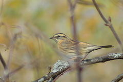 Prunella atrogularis