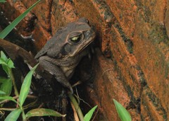 Rhinella diptycha