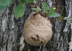 Polybia chrysothorax