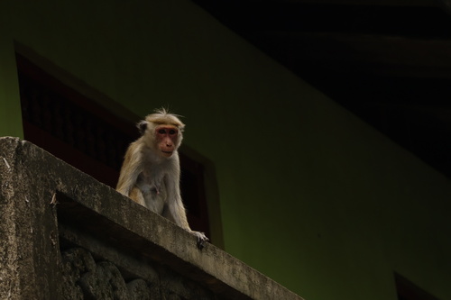 Toque Macaque