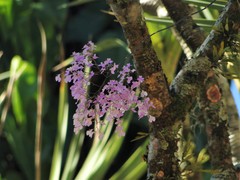 Ionopsis utricularioides