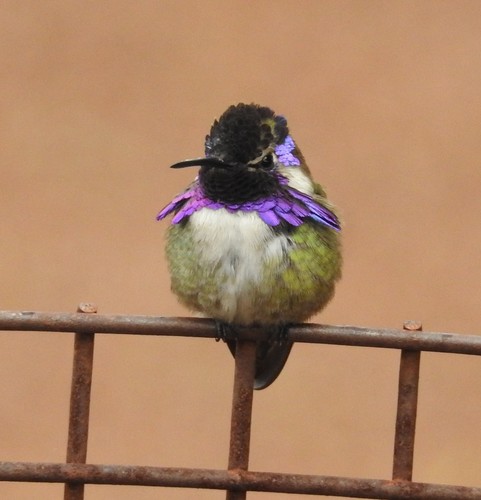 Costa's Hummingbird