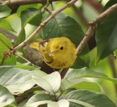 American Yellow Warbler (Setophaga aestiva), photo 2