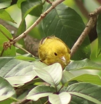 American Yellow Warbler (Setophaga aestiva), photo 3