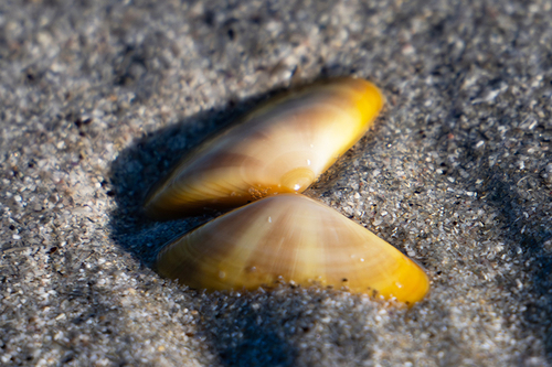 Donax vittatus