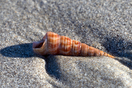 Turritellinella tricarinata