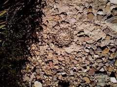 Ariocarpus kotschoubeyanus