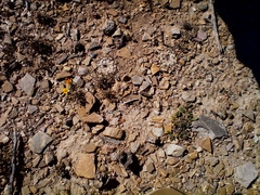 Ariocarpus kotschoubeyanus