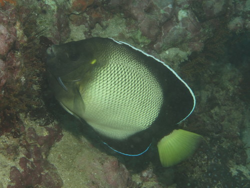 Red Sea angelfish (Apolemichthys xanthotis) — Pomacanthidae — 5