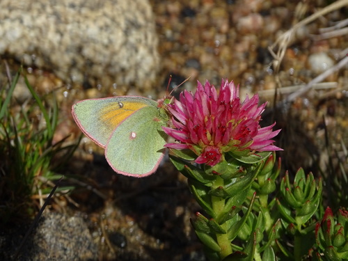 Mead's Sulphur photo 3