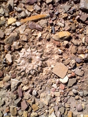 Ariocarpus kotschoubeyanus