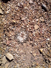 Ariocarpus kotschoubeyanus