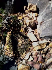 Ariocarpus kotschoubeyanus