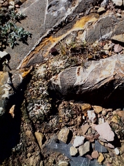 Ariocarpus kotschoubeyanus