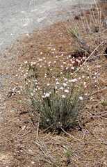 Armeria velutina