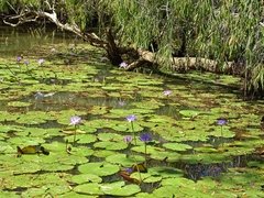 Nymphaea violacea