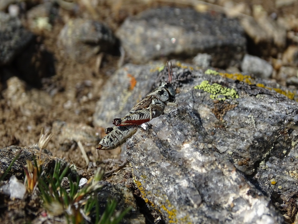 Melanoplus bohemani