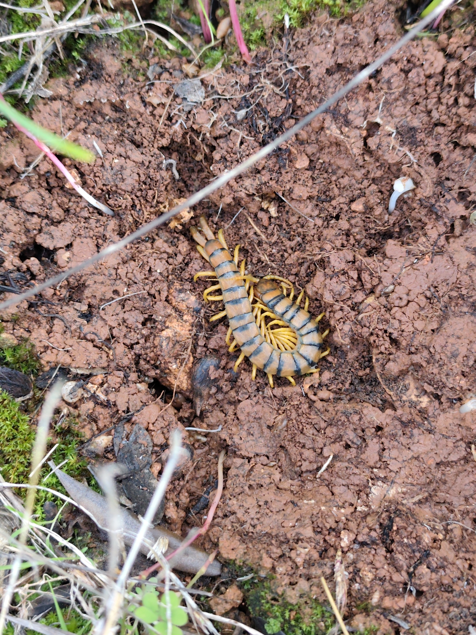 Scolopendra cingulata Latreille, 1829